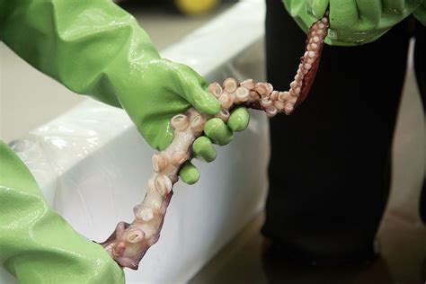 Gurita putih dan hitam, squid gurita. 8 Bulan Cumi-Cumi Raksasa Dibekukan Untuk Dijadikan Penelitian