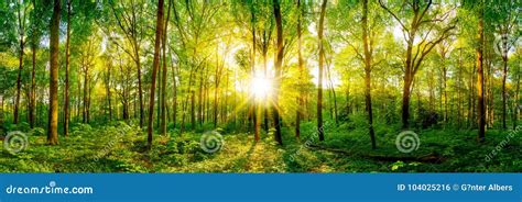Beautiful Forest Panorama Stock Photo Image Of Spring 104025216