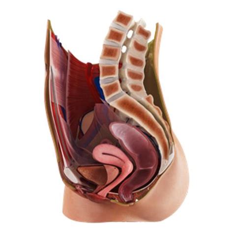 * the most accurate and complete human anatomy models, over 17,000 interactive structures, including a living, beating, dissectible human heart in full 3d. Complete Anatomy App Educator License