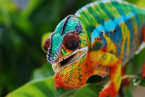 30 Awesome Panther Chameleon Facts Chameleon School