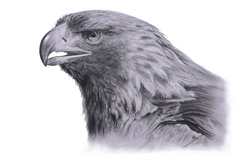 Aguila Dibujo Con Lápiz De Grafito Sobre Papel Blanco 40 X 60cm