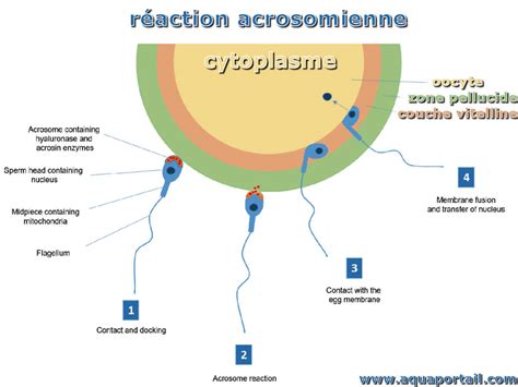 Réaction Acrosomienne Définition Et Explications