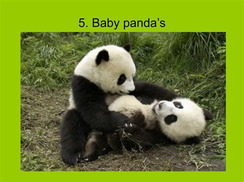 Ppt De Panda Powerpoint Presentation Free Download Id4605136