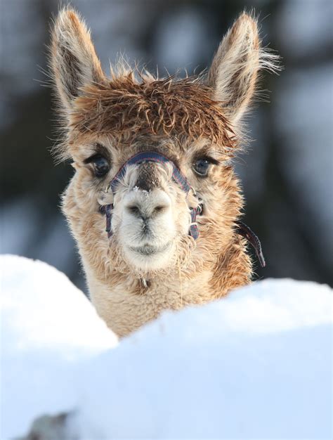New Project Aims To Better Understand Alpacas And Llamas As Popularity