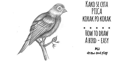 Kako Se Crta I Senči Ptica Lako Za PoČetnike Tutorial How To Draw