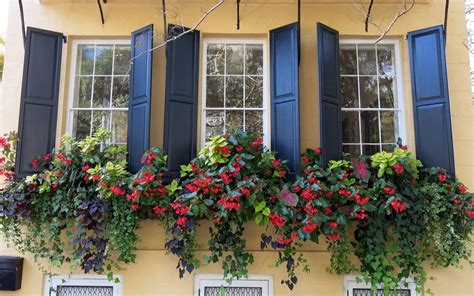 Trailing Plants For Window Boxes Our Top 6 Picks Window Box Plants