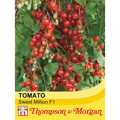Tomato Sweet Million F1 Hybrid Thompson And Morgan