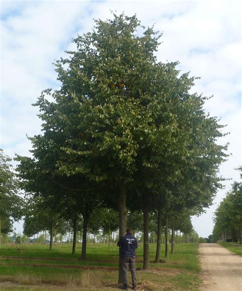 Buy Tilia Cordata ‘greenspire Tree Hillier Trees