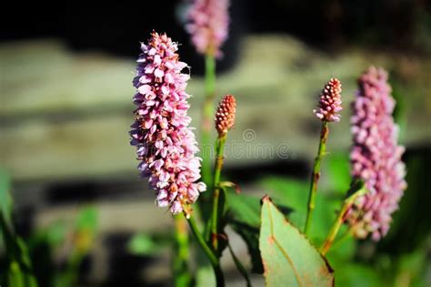 The Pink Flower Spikes On A Bistort Plant Stock Photo Image Of