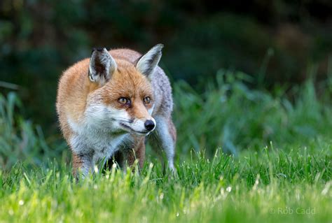 European Red Fox British Wildlife Centre 05 Oct 2018 Zoochat