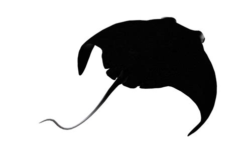 Collection Of Manta Ray Png Pluspng
