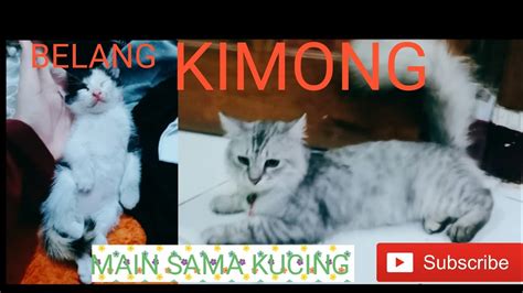 Main Sama Kucing Baru Nama Kucing Kimong Youtube