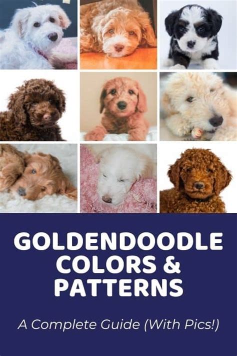 Goldendoodle Colors And Coat Patterns Complete Guide And Photo Gallery