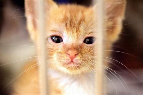 Stray Cats Overrun Shelters The Mercury News