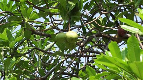Cerbera Odollam Also Called Pong Pong Tree Cerbera Manghas Sea Mango