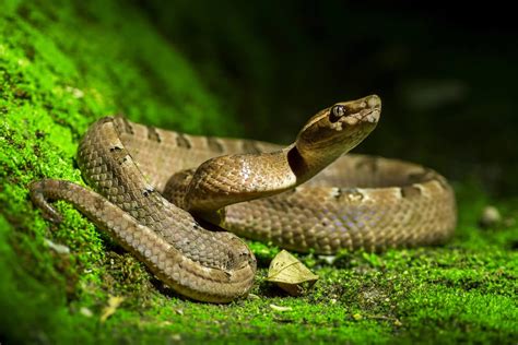 Conoce Las Cinco Serpientes Más Peligrosas Del Mundo Buzón De Noticias