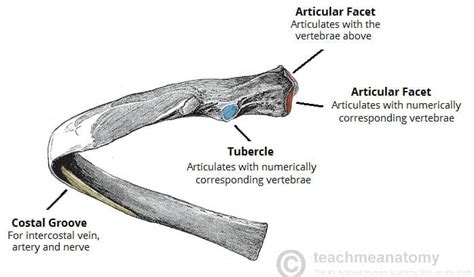 The Ribs Structure Articulations Fracture Teachmeanatomy