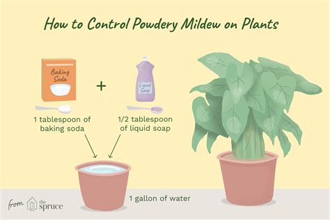 Powdery mildew usually appears when the air warms up after several wet and cold days. Prevent Powdery Plant Mildew Using Baking Soda and Soap ...