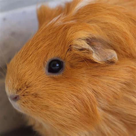 Are Guinea Pigs With Red Eyes Blind Midnight Pets