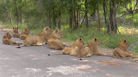 South Africa Lions On The Road Kruger National Park