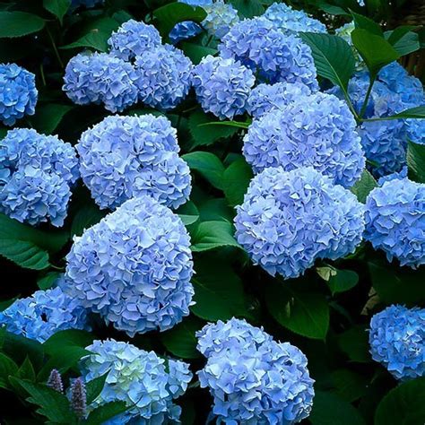 Nikko Blue Hydrangea For Sale Online The Tree Center