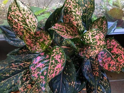 Photo Of The Entire Plant Of Chinese Evergreen Aglaonema Pink