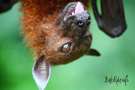 Camilla A Malayan Flying Fox The Largest Bat Species In The World