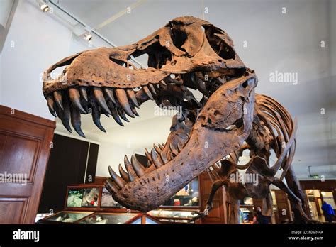 Tyrannosaurus Rex Skeleton On Exhibit In Natural History Museum