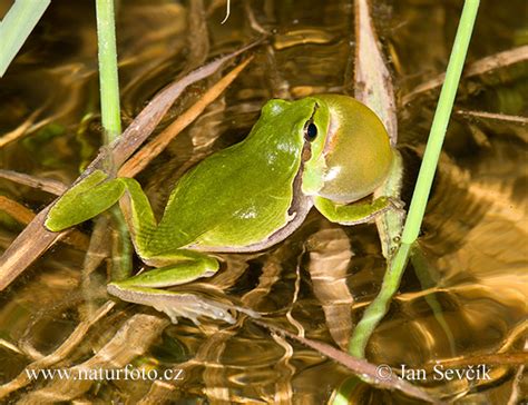 Tree Frog Photos Tree Frog Images Nature Wildlife Pictures Naturephoto