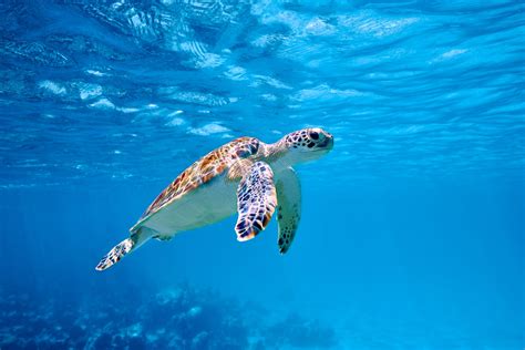 Majestic Sea Turtle Hd Wallpaper