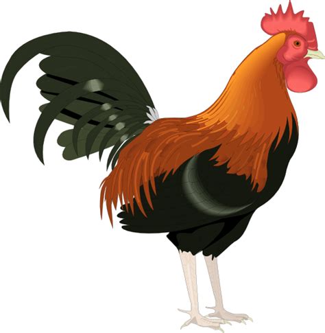 Rooster Clip Art Cartoon Free Clipart Images 2 Love Pinterest
