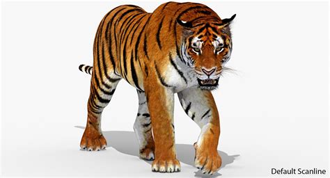 3d Tiger Animation Turbosquid 1252636