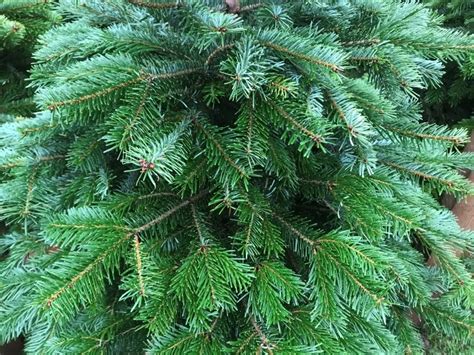 Fresh Cut Premium Nordman Fir Christmas Tree 125 150cm Approx 4 5ft