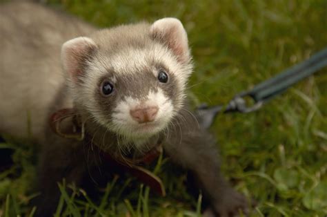 Do ferrets make good pets for clean freaks? Reason Why Ferrets Make Good Pets