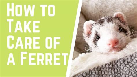 Ferret Health Ferret Voice