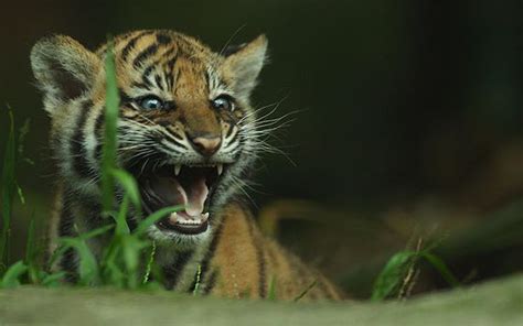 Rare Sumatran Tiger Cubs Make Their Debut At Australian