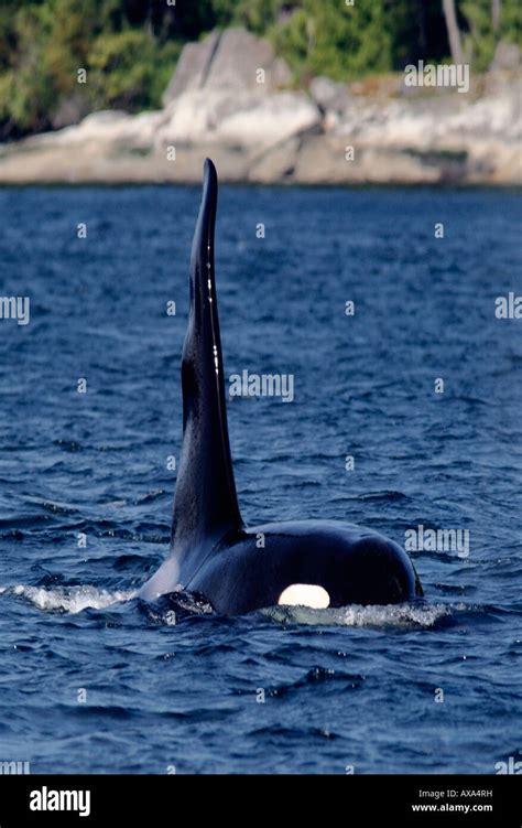 A Very Large Orca With Its 2mtr Igh Dorsal Fin Fully Out Of The Water