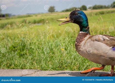 Funny Mallard Duck Walking In The Field Waterfowl On Farm Farm