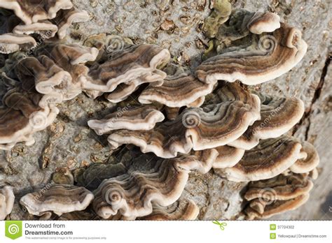 This is another palm tree fungus which wilts fronds and causes them to lose their green color. Fungus Growing On Tree Trunk Stock Photo - Image of grow ...