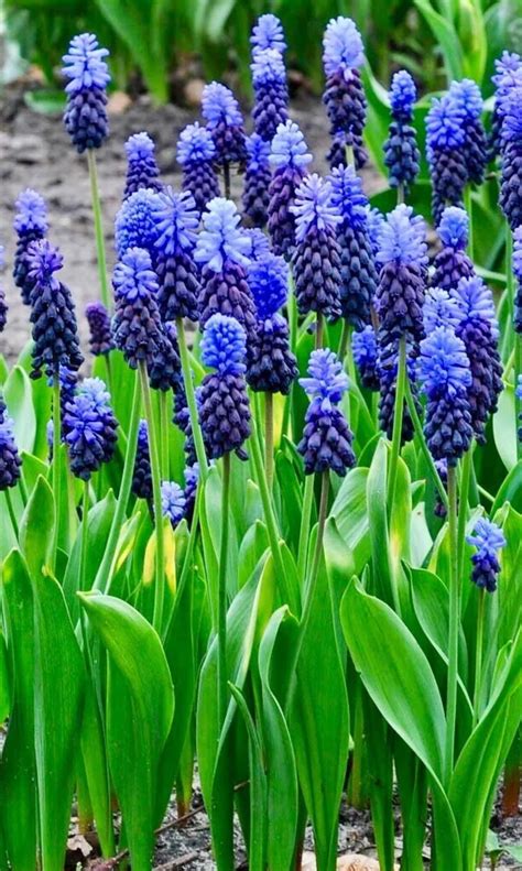 Muscari Armeniacum Grape Hyacinth Abbey Country Gardens