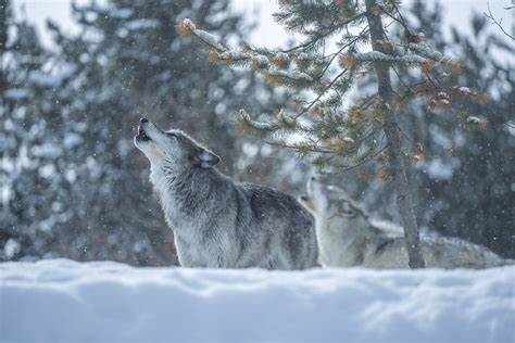 Howling Gray Wolves West Yellowstone Montana Winter Snow Wolfpack Sony