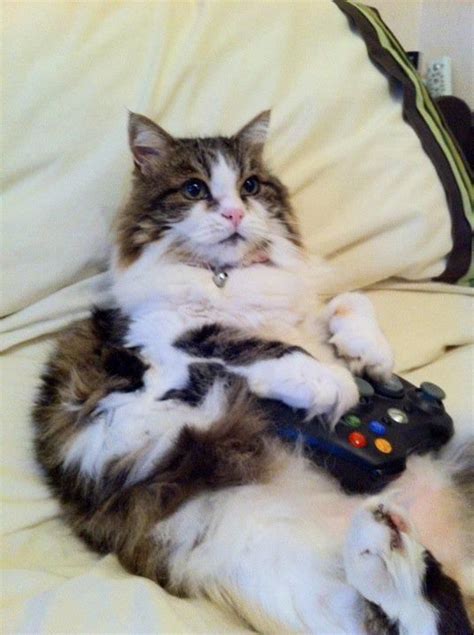 This Kitty Will Soon Have A New Controller To Play With Xbox One Is
