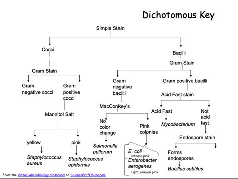 Solved What Is A Dichotomous Key Used For If We Were Completing A