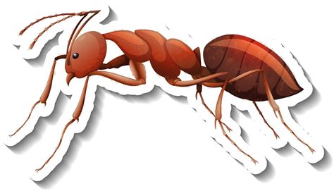 A Sticker Template With Close Up Of Red Ant Isolated 2747336 Vector Art