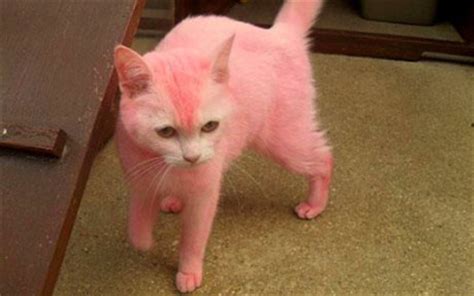 ピンク好きが高じて愛猫をどピンクに染めちゃったお騒がせ飼い主 英国 愛犬美容室オリーブ 楽天ブログ