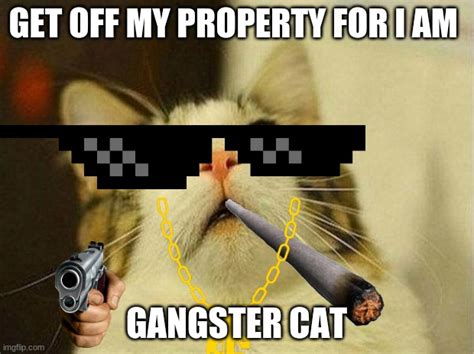 Gangster Cat Meme Captions Profile