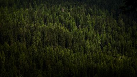 Download Wallpaper 1920x1080 Forest Trees Aerial View Green