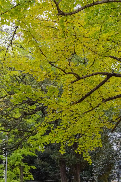 東京、赤坂氷川神社の境内の風景 巨木のイチョウの木が紅葉をはじめた ภาพถ่ายสต็อก Adobe Stock