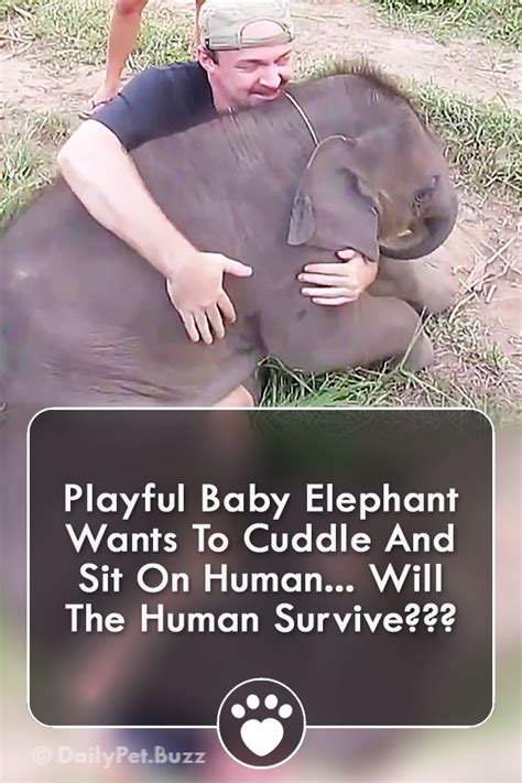 Playful Baby Elephant Wants To Cuddle And Sit On Human Will The