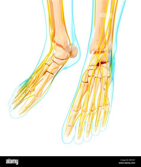 Human Foot Nervous System Artwork Stock Photo Alamy